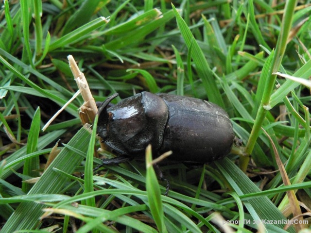 Бръмбар носорог