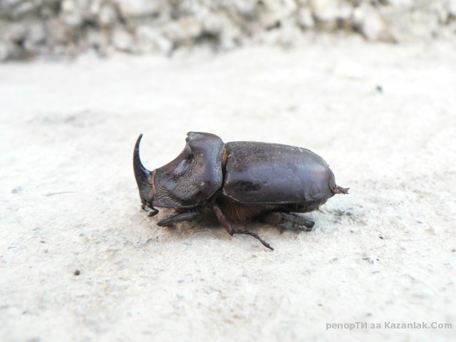 Бръмбар носорог