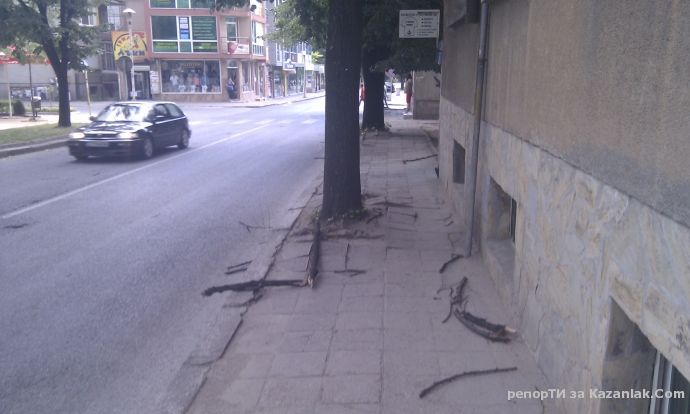 Силният вятър събори клони 