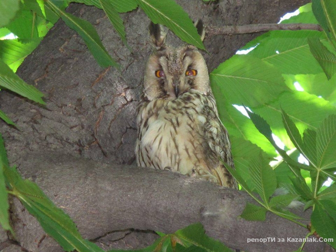 Ушата сова в Розариума