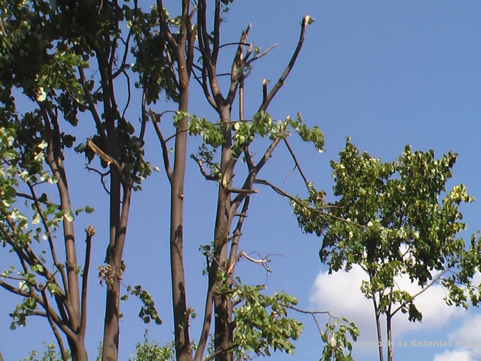 Липа след ромско нашествие