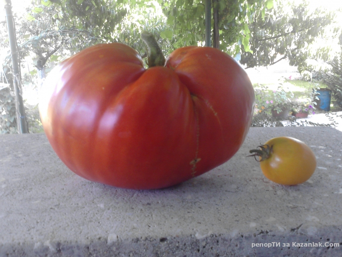 Голям домат