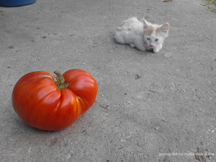 Голям домат