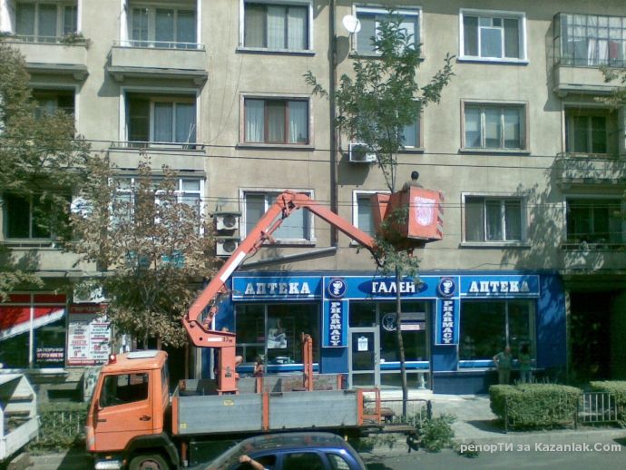 Защо се изсичат млади и красиви дървета - Акации