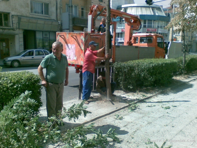 Защо се изсичат млади и красиви дървета - Акации