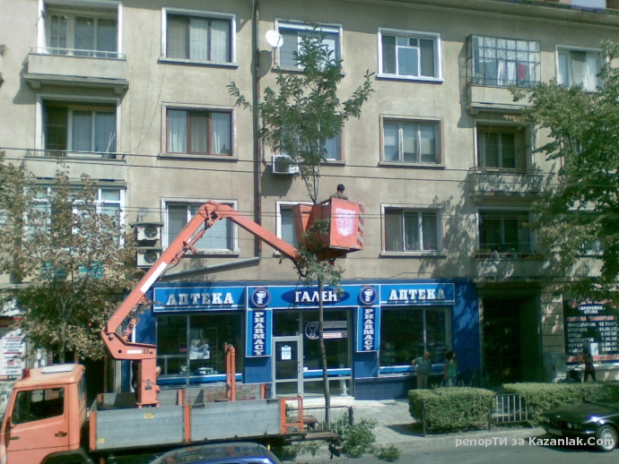 Защо се изсичат млади и красиви дървета - Акации