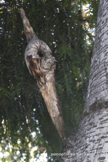 Ножът на пришълеца