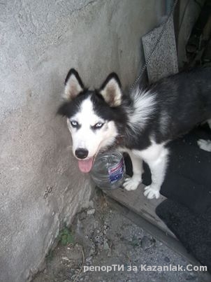 Намерено е хъски в кв. В. Левски