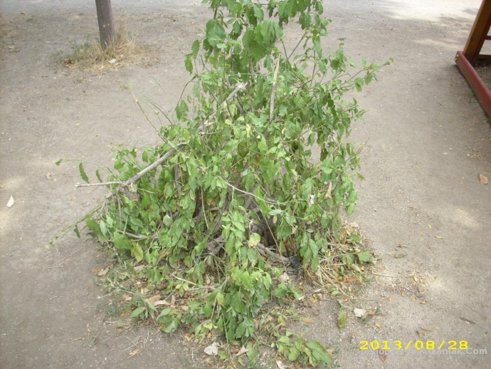 Гнездо на оси на детската площадка в парк  Розариум