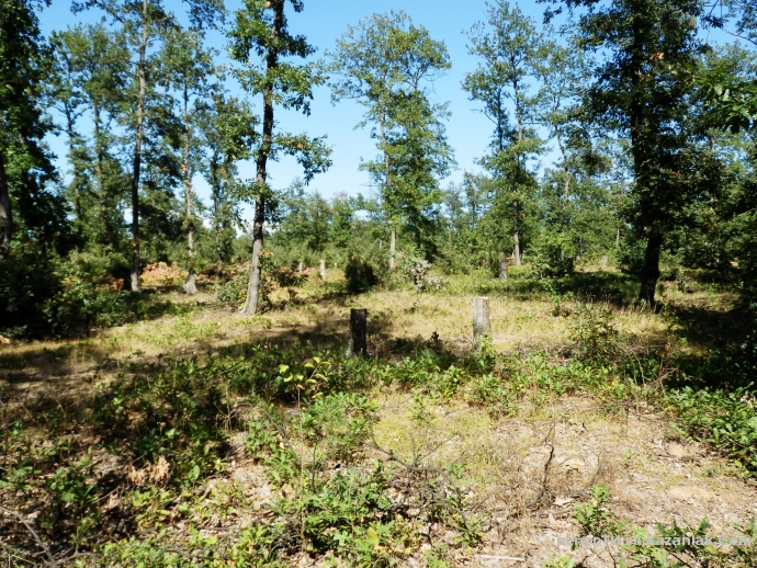 Безумна сеч в дъбовата гора по пътя за язовира