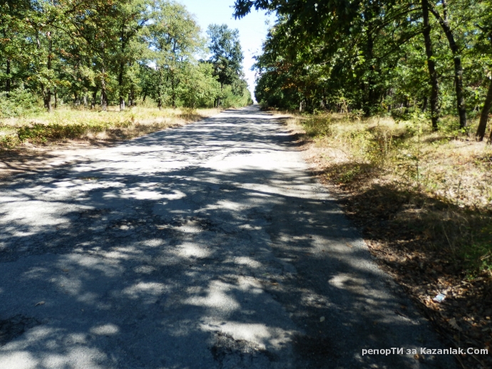 Безумна сеч в дъбовата гора по пътя за язовира