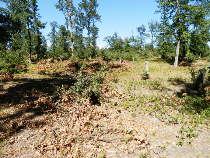 Безумна сеч в дъбовата гора по пътя за язовира