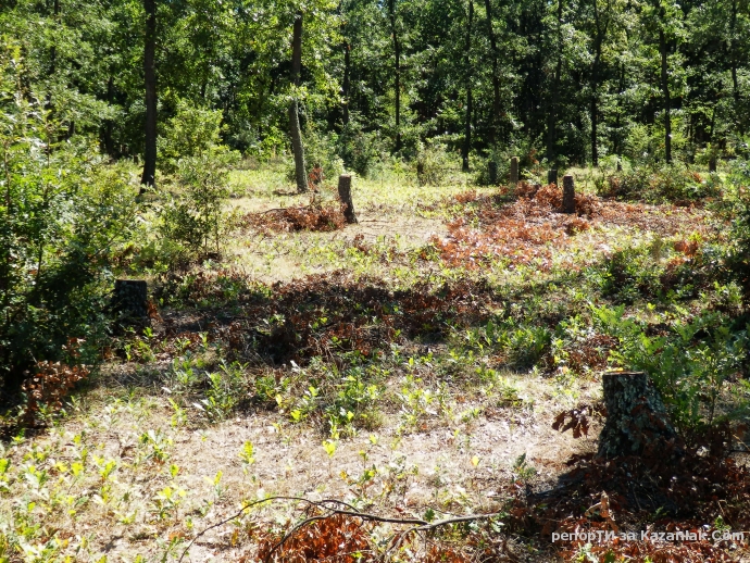 Безумна сеч в дъбовата гора по пътя за язовира