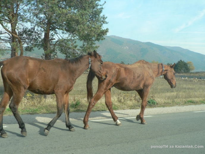Коне на пътя