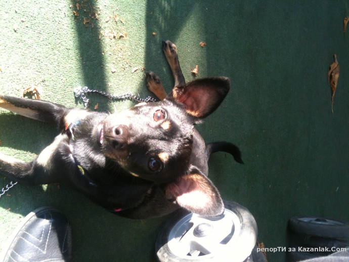 Намерено куче