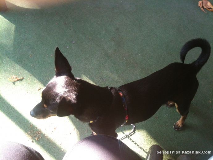 Намерено куче