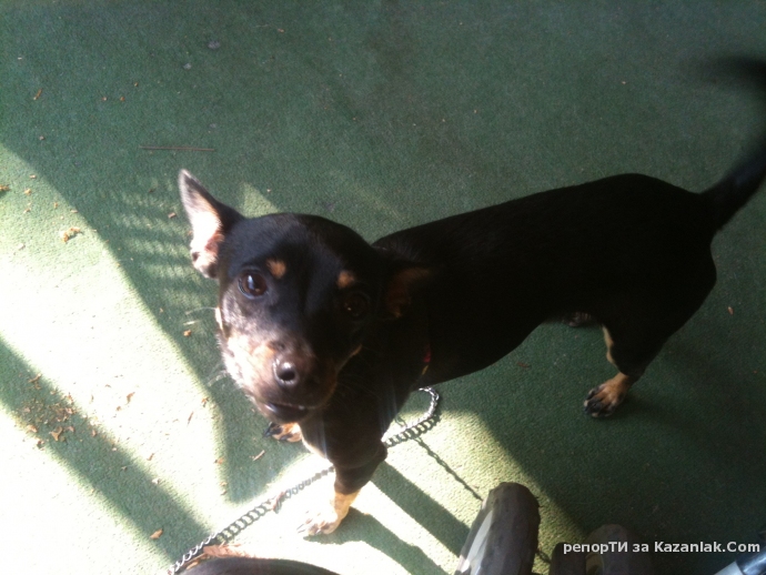 Намерено куче