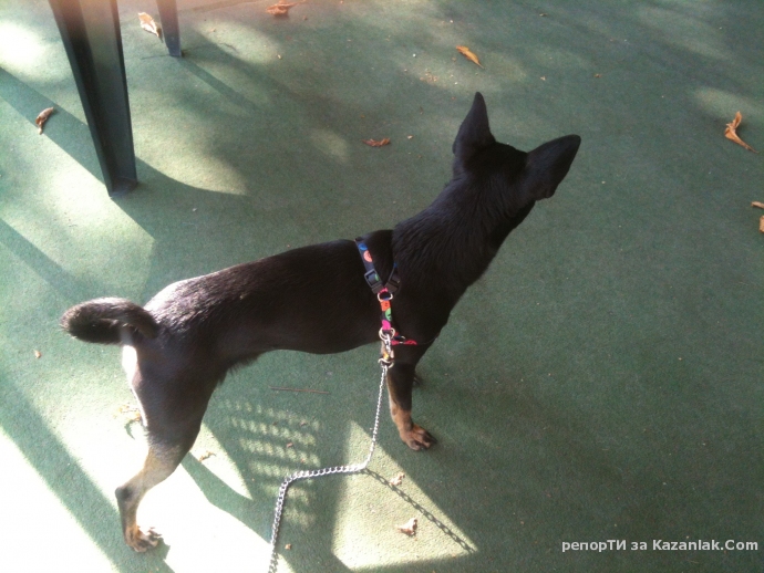 Намерено куче