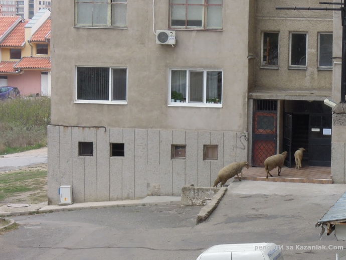 Овце на гости в кв. Изток