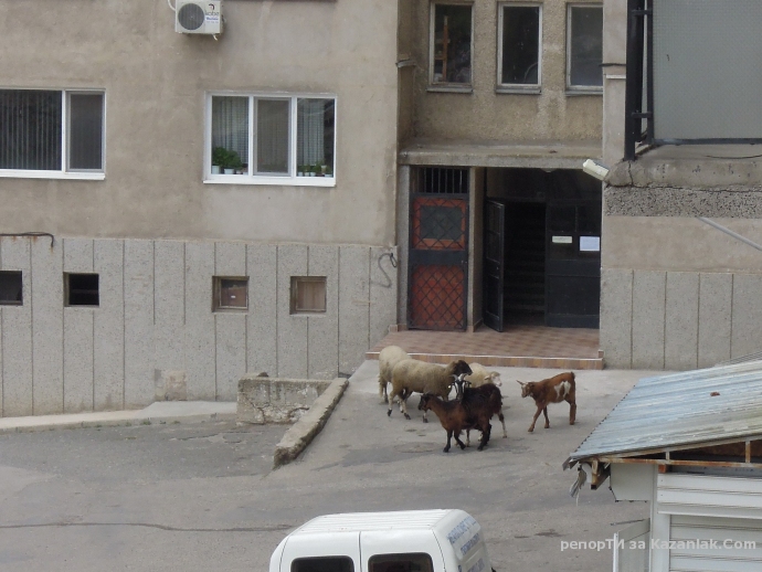 Овце на гости в кв. Изток