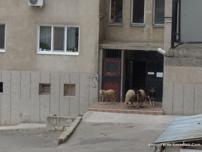 Овце на гости в кв. Изток