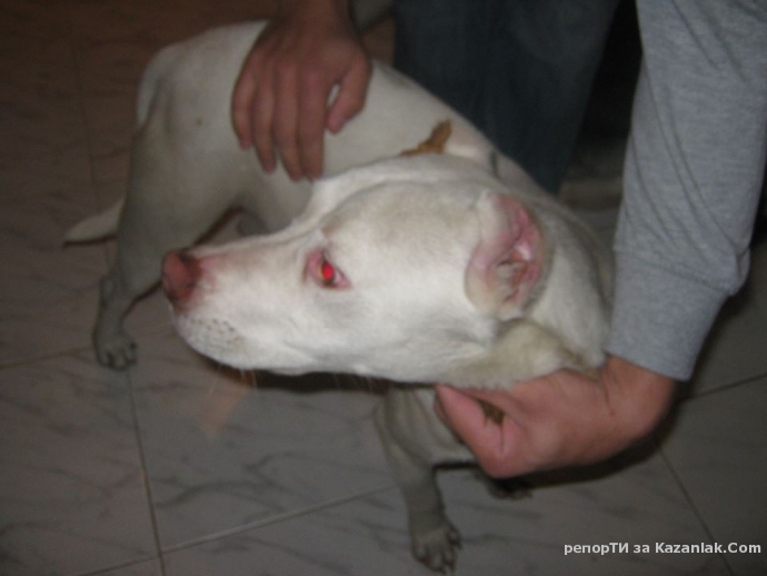 Загубeн питбул