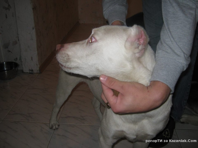 Загубeн питбул