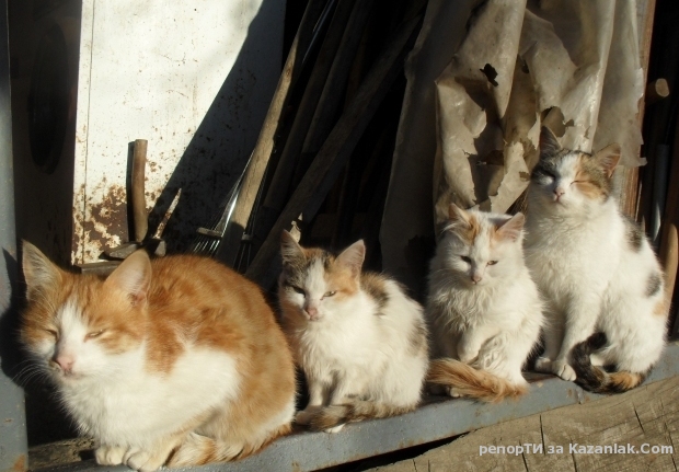 В очакване на Нова година