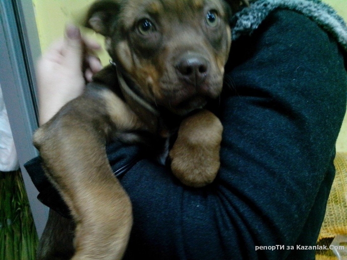 Намерено куче