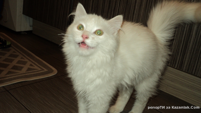 намерено е полу персийско коте