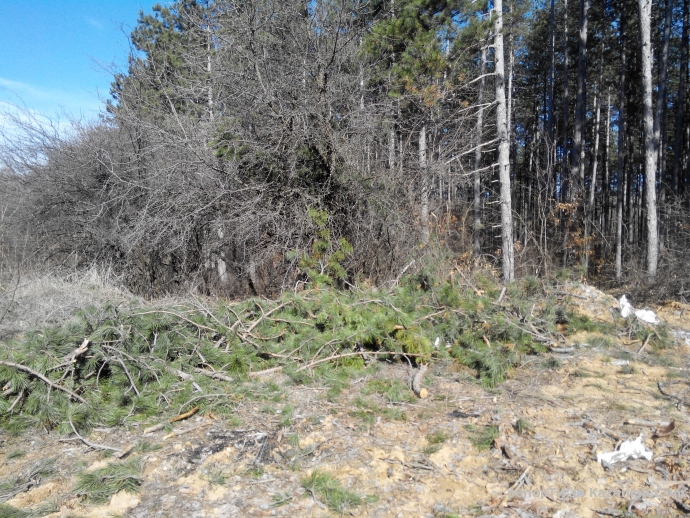 Mила родино!