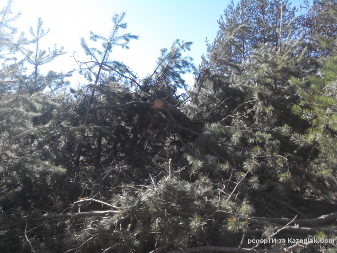 Mила родино!