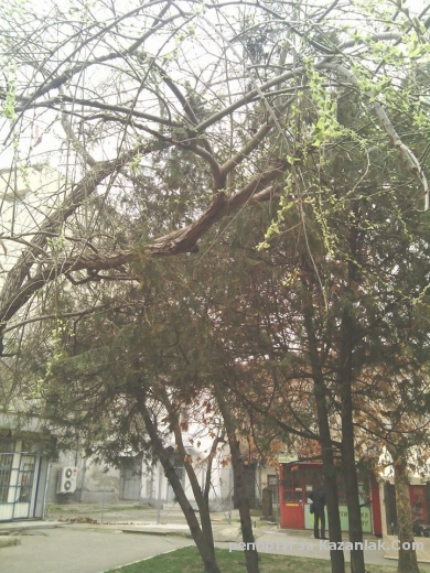 Разлисти се дърво