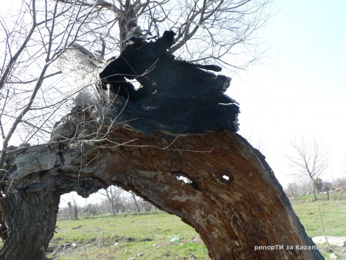 Дърво ударено от светкавица
