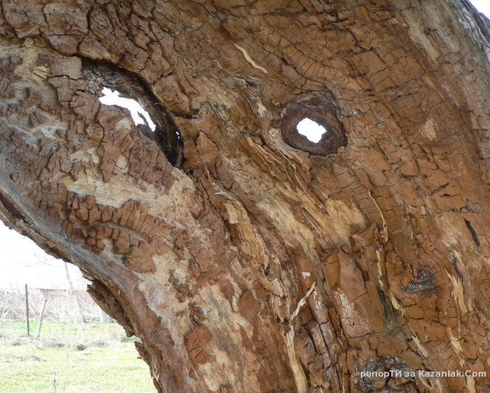 Дърво ударено от светкавица