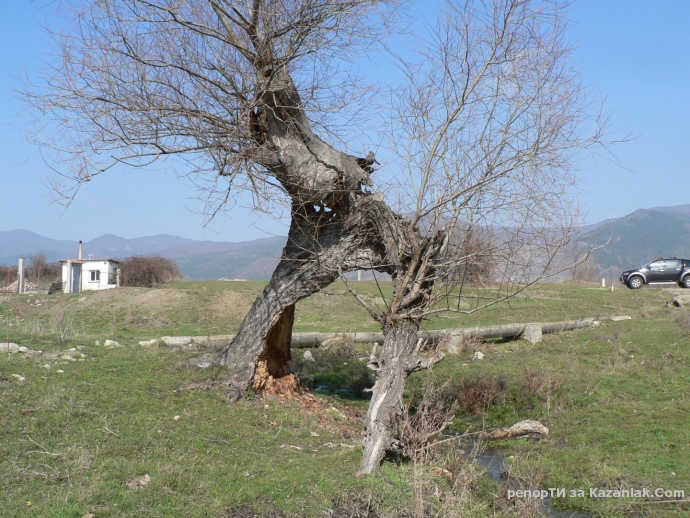 Дърво ударено от светкавица