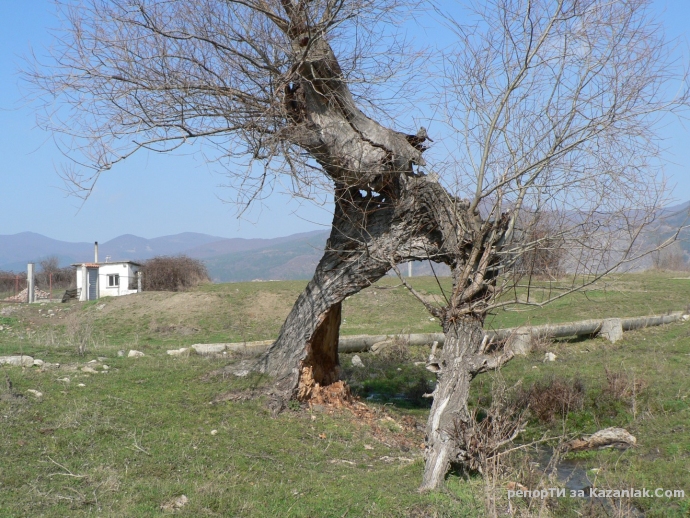 Дърво ударено от светкавица