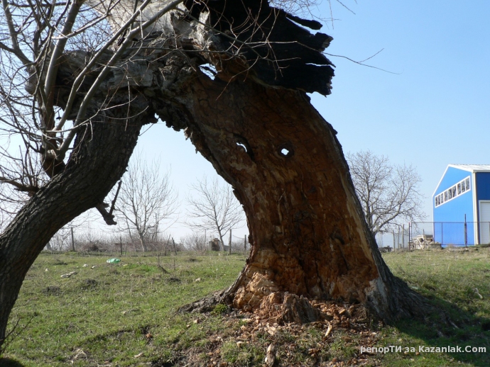Дърво ударено от светкавица
