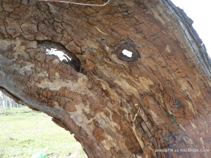 Дърво ударено от светкавица