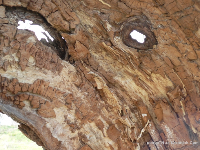 Дърво ударено от светкавица