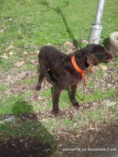 Намерено е куче