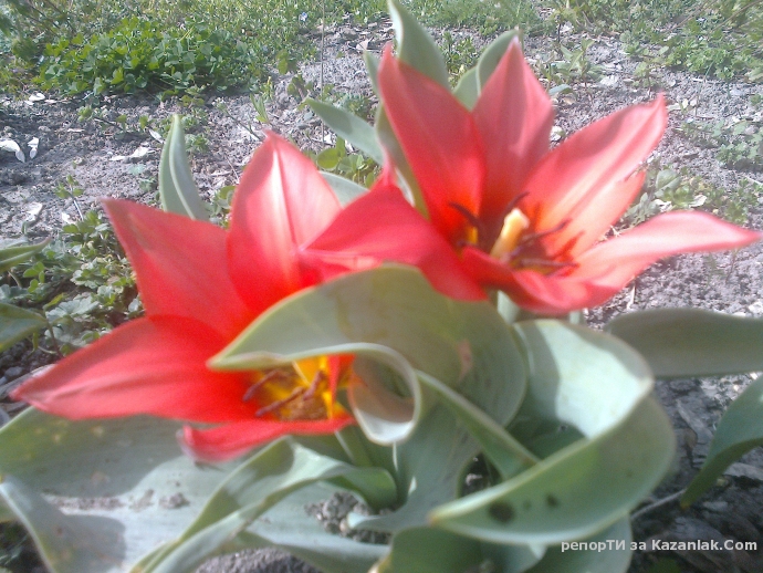 Честит празник на всички БЛАГОВЕЩЕНИЕ