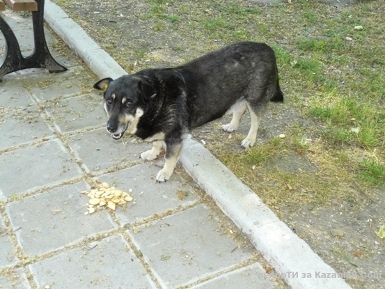 Бездомните кучета