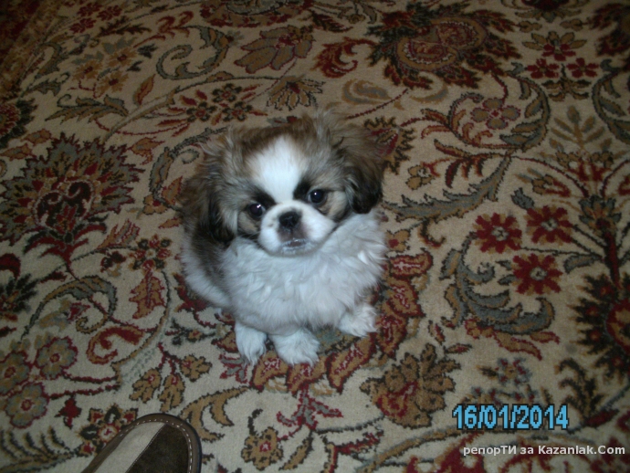 Изгубен женски малък пекинез - ВЪЗНАГРАЖДЕНИЕ