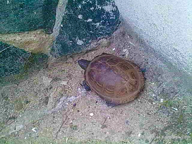 На припек :)