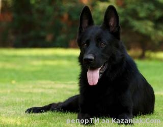 Търси се Хари