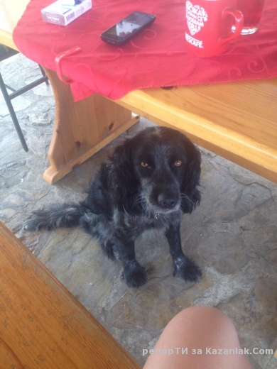 Помогнете ми да намеря стопаните на това мило кученце