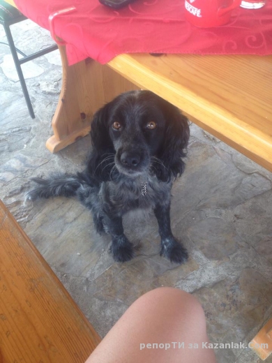 Помогнете ми да намеря стопаните на това мило кученце