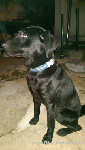 ИЗГУБЕНО КУЧЕ