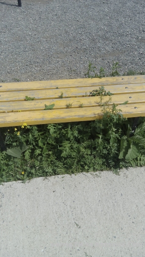 голяма трева на спортна площадка